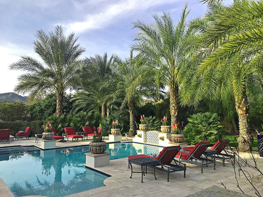 How to Care for Palm Trees in Arizona